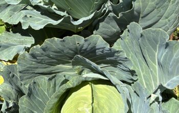 Cabbages sale from farm