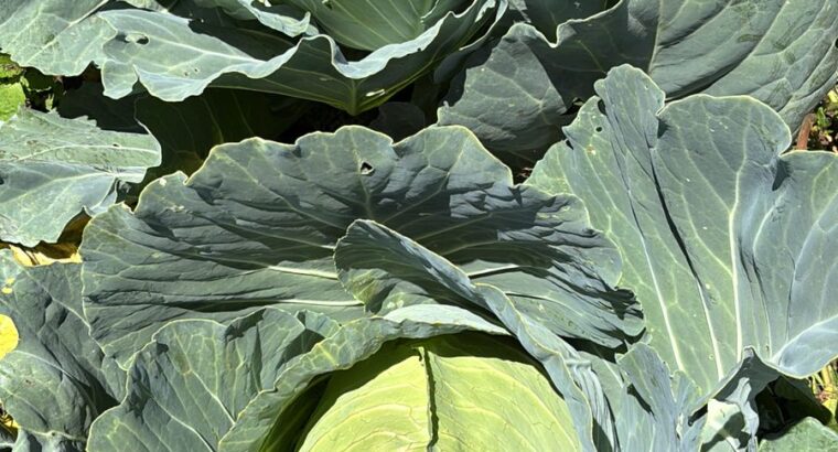 Cabbages sale from farm