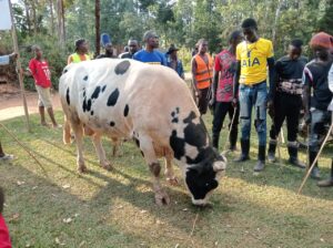 He Boran Bull cattle