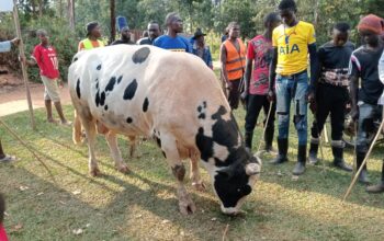 He Boran Bull cattle