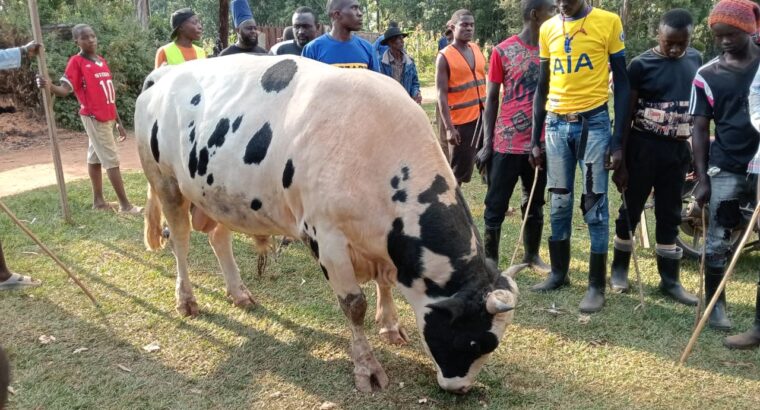 He Boran Bull cattle