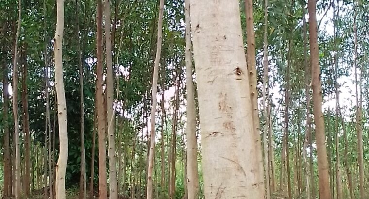 3 yrs old eucalyptus trees