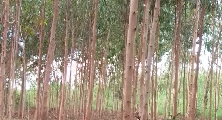 3 yrs eucalyptus trees