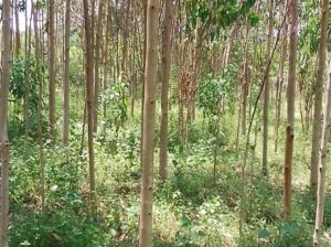 3 yrs old eucalyptus trees