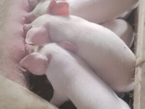 7 piglets for sale