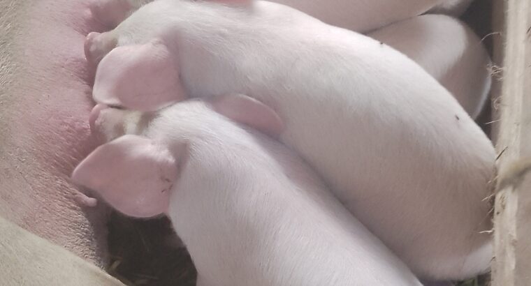 7 piglets for sale