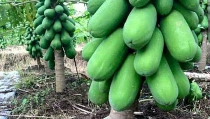 Quality pawpaws