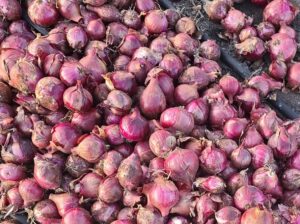 Red Bulb Onions