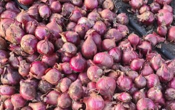 Red Bulb Onions