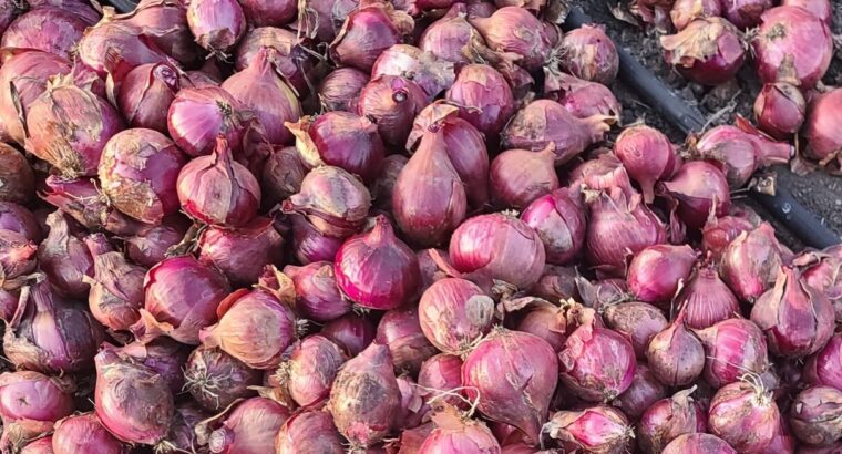 Red Bulb Onions