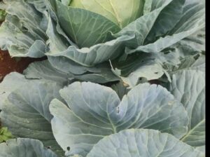 Cabbages