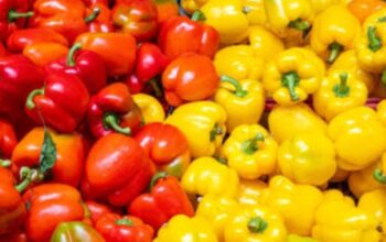 Red and Yellow Capsicum