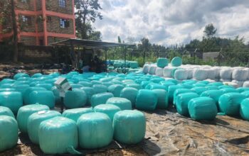 Baled Silage