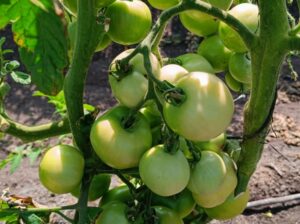 Tomatoes ready for the market