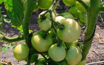 Tomatoes ready for the market