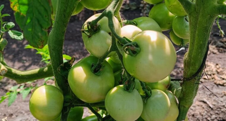 Tomatoes ready for the market