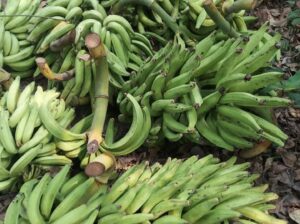 Fresh Plantain