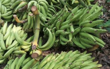 Fresh Plantain