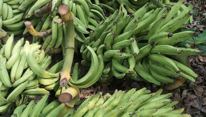 Fresh Plantain