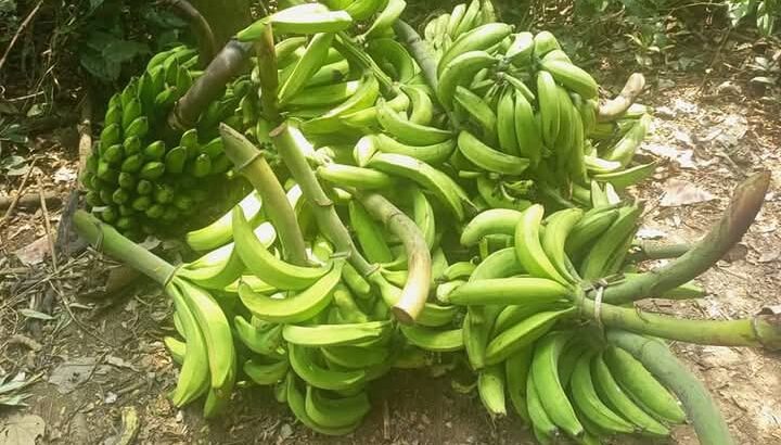 Fresh Plantain