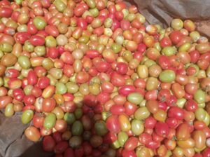 Tomatoes sale Kabaa Machakos