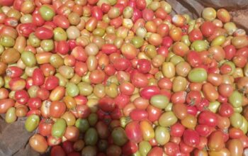 Tomatoes sale Kabaa Machakos