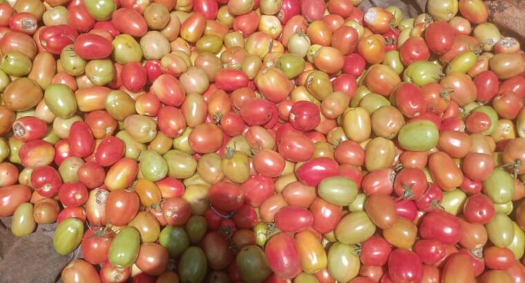 Tomatoes sale Kabaa Machakos