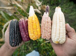 tankogrouplimitedtz.com Maize