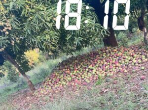 Apple mangoes