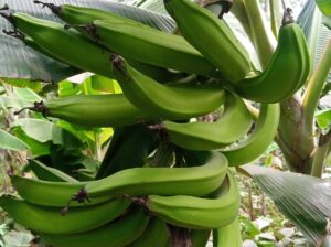 Fresh Plantain