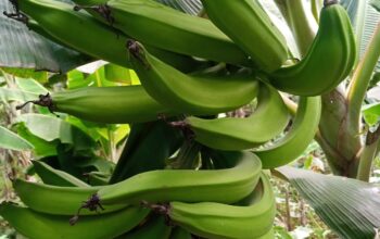 Fresh Plantain