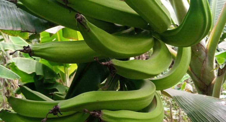 Fresh Plantain