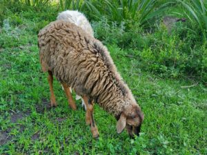 Half breed Dorper male sheep