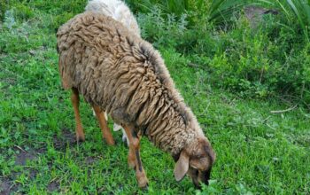 Half breed Dorper male sheep