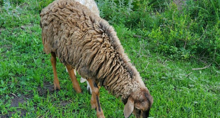 Half breed Dorper male sheep