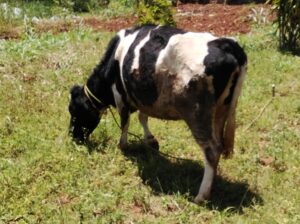 Dairy cow for sale. Incalf