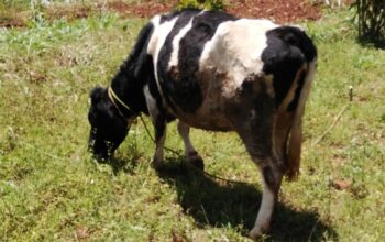 Dairy cow for sale. Incalf