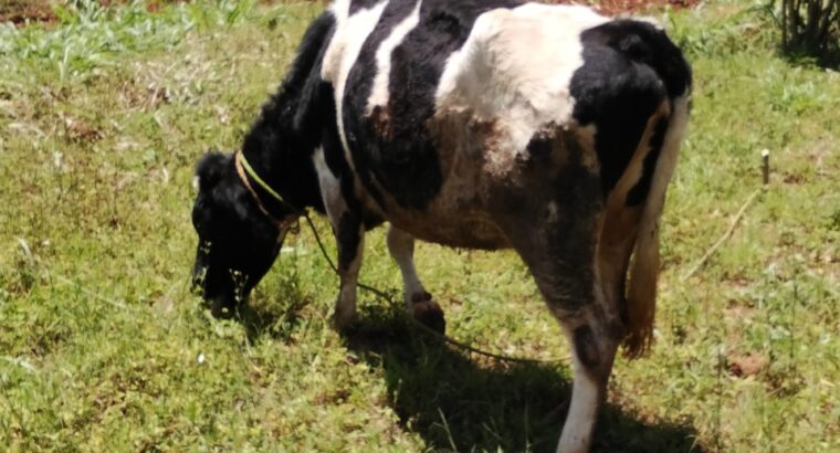 Dairy cow for sale. Incalf