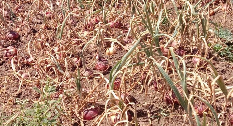 Red bulb onions for sale