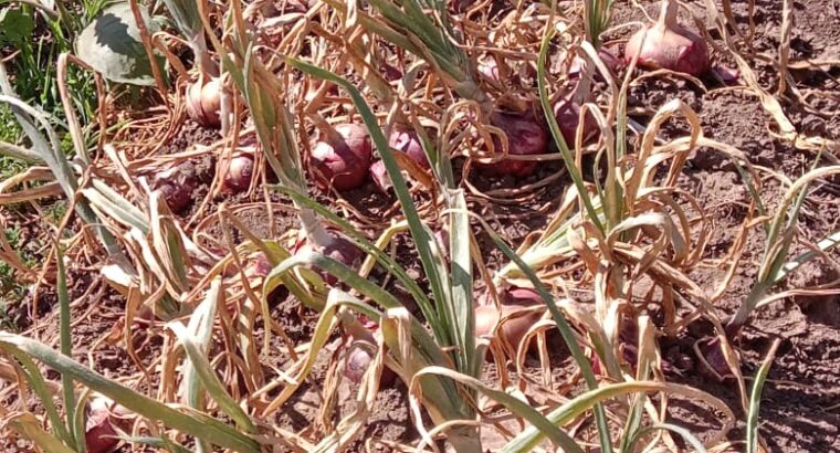 Red bulb onions for sale