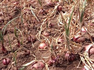 Red bulb onions for sale