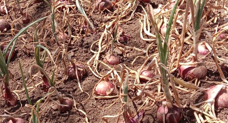 Red bulb onions for sale