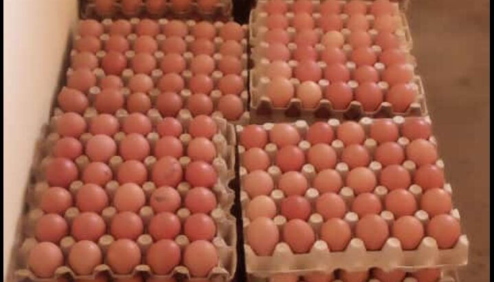 Eggs at ongata rongai