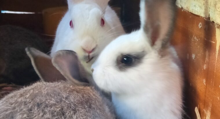 Hybrid Rabbits