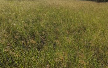 Freshly baled rhodes grass hay