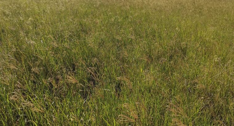 Freshly baled rhodes grass hay