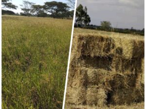 Freshly baled rhodes grass hay