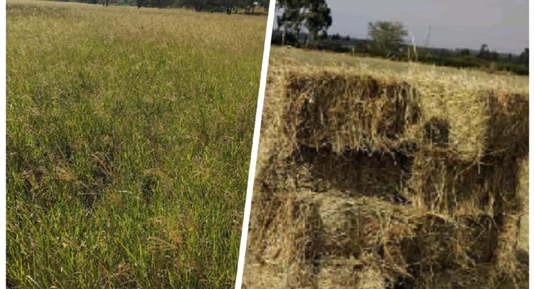 Freshly baled rhodes grass hay