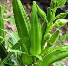 Okra/ Mabenda in Malindi