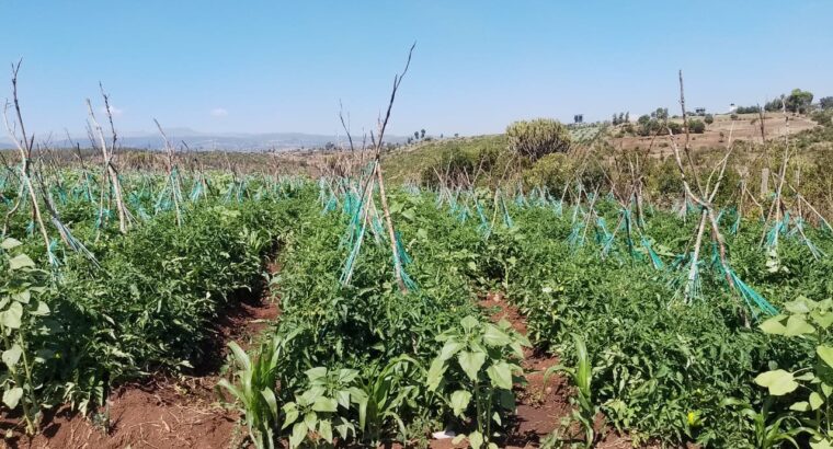 Fresh and quality DRD Tomatoes